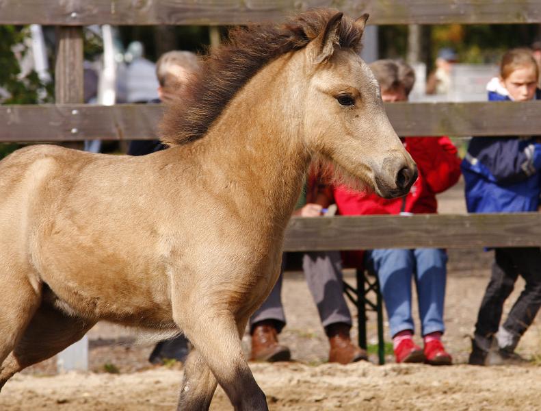 Diva von Heidmoor i.jpg